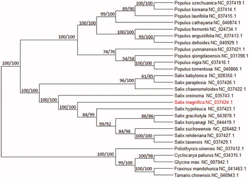 Figure 1. The phylogenetic tree based on 27 complete plastid genome sequences.