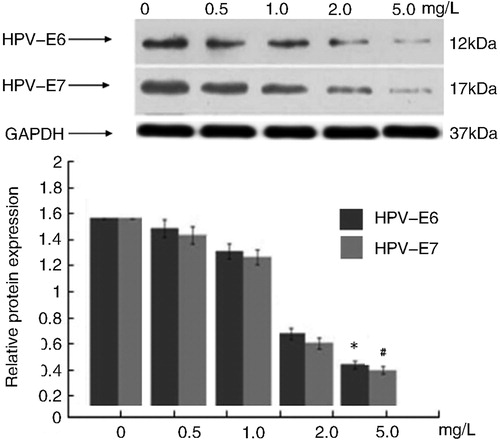 Figure 4. Effects of different concentrations of Tan IIA on protein expression of HPV E6/E7 in C4-1 cells.Note: Protein expression levels were detected by Western blotting. GAPDH was used as internal control and normalized to 100%. The results were similar in three independent experiments. Quantitative analysis of the relative levels of target proteins was done using the NIH ImageJ software. P < 0.01 vs. the control.