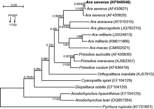 Figure 1. The phylogenetic tree obtained in MrBayes for control region sequences indicating that the studied individual (bolded) belongs to Ara severus species. Its blood sample from which DNA was isolated is available in the laboratory at the Department of Genetics in Wroclaw University of Environmental and Life Sciences under the number Arasev16994. Values at nodes, in the order shown, indicate posterior probabilities found in MrBayes (PP) and bootstrap percentages calculated in PAUP* (BP). Bootstrap percentages <50 were indicated by a dash ‘-’. In the MrBayes (Ronquist et al. Citation2012) analysis, we assumed a mixed substitution model with gamma-distributed rate variation across sites as proposed in jModelTest (Darriba et al. Citation2012) based on BIC criterion. We applied two independent runs, each using four Markov chains. Trees were sampled every 100 generations for 10,000,000 generations. After obtaining the convergence, trees from the last 6,028,000 generations were collected to compute the posterior consensus. In the case of PAUP* (Swofford Citation1998), trees were searched in bisection and reconnection (TBR) branch-swapping algorithm and TPM2u + Γ substitution model was applied as found in jModelTest among 1624 candidate models according to BIC criterion. In bootstrap analysis, 1000 replicates were assumed. Five discrete rate categories were assumed for gamma-distributed rate variation across sites.
