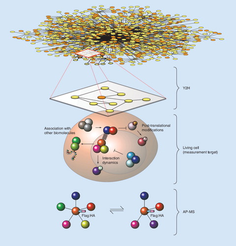 Figure 2. Protein–protein interactions, Y2H and AP-MS.Proteome-scale Y2H representation of cellular protein interactions (top). In this view, each edge represents a binary protein–protein interaction. Y2H interactions do not translate to all cell states and do not account for post-translational modifications (middle). AP-MS provides for the detection of protein complexes assembled under physiological conditions (bottom). Although more detailed in terms of dynamics and modifications, relative throughput is low for AP-MS and low-affinity interactions may be missed.AP-MS: Affinity purification followed by mass spectrometry; Y2H: Yeast-two-hybrid.