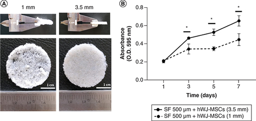 Figure 2. Optimization of scaffold thickness on the growth of hWJ-MSC.(A) General observation of SF scaffold. (B) The effect of SF scaffold thickness on the growth of hWJ-MSC.hWJ-MSC: Human Wharton jelly’s mesenchymal stem cells; OD: Optical density.*p = 0.0322. Scale bar: 1 cm. n: 3.