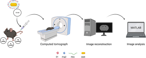 Figure 1 Summary of the procedure used for GNR-D1/Ang2 detection via computed tomography (CT) in APPswe/PSEN1dE9 transgenic animals. Firstly, GNRs were administered to animals of different ages (4, 8, and 18 months), which were subsequently scanned via CT. Then, the images were reconstructed to obtain a 3D model and analyzed with MATLAB, which allows the detection and quantification of regions of different densities present in the brain, which were named “objects”. Parameters such as the number of detected objects in each brain area were obtained and evaluated using different statistical tests. (Created with BioRender.com).