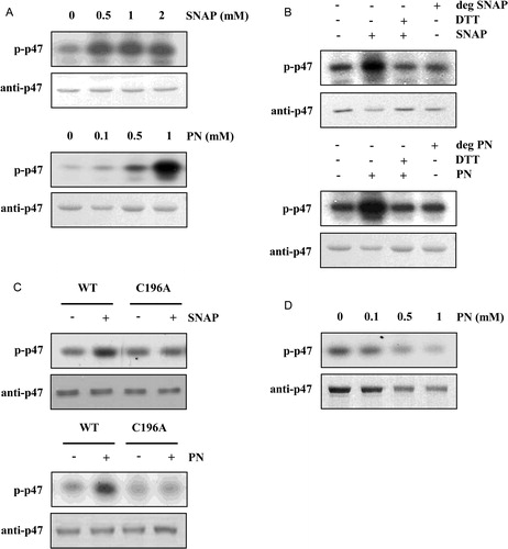 Figure 2. Effect of S-nitrosylation on in vitro phosphorylation of recombinant p47phox by CK2. (A) Recombinant p47phox (1 μg) was incubated with various concentrations of SNAP or PN (30 minutes at room temperature), followed by incubation with [gamma-32P]ATP and CK2. The labeled proteins were separated by SDS–PAGE. Proteins were visualized using the anti-p47phox IgG antibody, and 32P incorporation (p-p47phox) was monitored by autoradiography. (B) Effect of 1 mM DTT and degraded SNAP or PN on the phosphorylation of S-nitrosylated p47phox by CK2. (C) SNAP- or PN-treated wild type and p47phox C196A mutant samples were phosphorylated by CK2 with [gamma-32P]ATP. The labeled proteins were separated by SDS–PAGE, and 32P incorporation was monitored by autoradiography. (D) Recombinant p47phox (1 μg) was incubated with various concentrations of PN (30 minutes at room temperature) and then with [gamma-32P]ATP and PKC. The labeled proteins were separated by SDS–PAGE. Proteins were visualized with anti-p47phox IgG, and 32P incorporation was monitored by autoradiography.