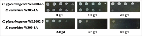 Figure 1. Comparison of C. glycerinogenes WL2002-5 and S. cerevisiae W303-1A for 2-PE tolerance on YPD agar. Cells were incubated in liquid YPD medium at 30°C for 18 h and diluted to an OD600 of 1. Cells (2 µL) at a dilution of 10−1, 10−2, 10−3, 10−4, and 10−5 were spotted on solid YPD agar containing different concentrations of 2-PE (0 (control), 1, 2, 3, 3, 4 g/l). Cells were incubated at 30°C.