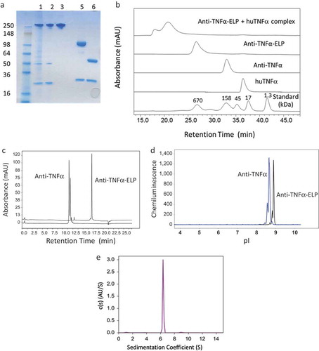 Figure 2. (a) SDS-PAGE gel with lanes 1–3 showing purity of the non-reduced fusion protein after each chromatography step. Lanes 5 and 6 show the fusion mAb and parental mAb, respectively, run under reducing conditions. (b) Size-exclusion chromatography (SEC) analysis of the fusion protein. The fusion protein was also incubated at 1:1 molar ratio with human TNFα and rerun on the SEC column. (c) Evaluation of the antibody and fusion protein hydrophobicity by hydrophobic-interaction chromatography (HIC) on a TOSOH Butyl-NPR column. (d) Evaluation of isoelectric point (pI) by imaged capillary isoelectric focusing (icIEF). (e) Use of sedimentation velocity, a solution based analytical methodology, to confirm the correct size of the fusion protein.