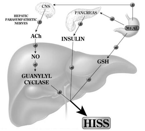 Figure 1 Feeding results in an increase of hepatic glutathione (GSH) and a parasympathetic signal to the liver that acts, via acetylcholine, on muscarinic receptors to activate NO release which, in turn, activates adenylyl cyclase. Both of these signals are permissive and both are needed in order that insulin can cause the release of hepatic insulin sensitizing substance (HISS). HISS acts selectively on skeletal muscle. Blockade of any portion of these pathways leads to blockade of HISS release and a state of HISS-dependent insulin resistance which is physiologically regulated to occur in the fasted state but, when not activated by feeding, is suggested to account for postprandial hyperglycemia, hyperinsulinemia, hyperlipidemia, and increased oxidative stress.