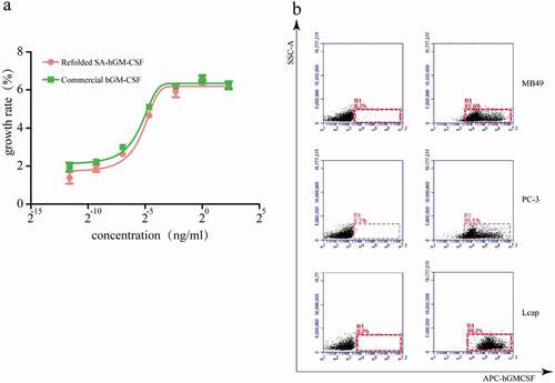 Figure 5. The bioactivity of SA-hGM-CSF protein (a) Proliferation rate of TF-1 cells. (b) The anchoring rate of SA-hGM-CSF protein was analyzed by flow cytometry, control (left): no SA-hGM-CSF.