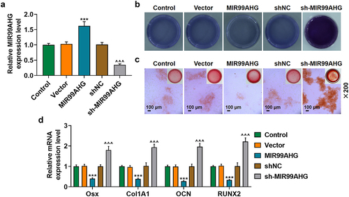 Figure 2. Overexpressed MIR99AHG promoted MIR99AHG expression yet suppressed osteogenic differentiation, while MIR99AHG silence exerted contrary results. (a) Transfection efficiency of MIR99AHG overexpression plasmid and shRNA against MIR99AHG into BMSCs was measured. β-actin was used as internal reference. (b-c) Effects of overexpressed or silenced MIR99AHG on osteogenic differentiation of BMSCs were evaluated by both ALP staining (b) and Alizarin Red S staining (c). Magnification: × 200. Scale bar = 100 μm. (d) Relative mRNA expressions of Osx, Col1A1, OCN and RUNX2 after overexpressed or silenced MIR99AHG were also quantified with qRT-PCR. β-actin was the internal reference. All experiments have been performed independently in triplicate and data were expressed as mean ± standard deviation (SD). ***p<0.001, vs. Vector; ^^^p<0.001, vs. shNC. shRNA: short hairpin RNA; NC: negative control.
