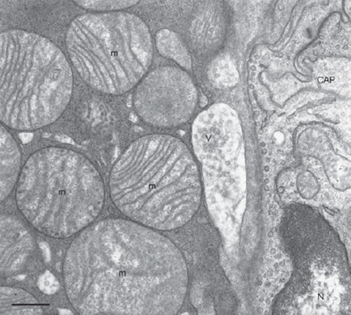 Figure 5. Rat adipose organ: anterior subcutaneous depot, interscapular area. Electron microscopy of a classic neuro-adipose junction. A synapse-like enlargement of a parenchymal nerve fibre is in tight contact with the plasma membrane of a brown adipocyte. V = synaptic vesicles; m = mitochondria (some indicated); N = nucleus of endothelial cell; CAP = capillary lumen. Bar = 0.4 μm.