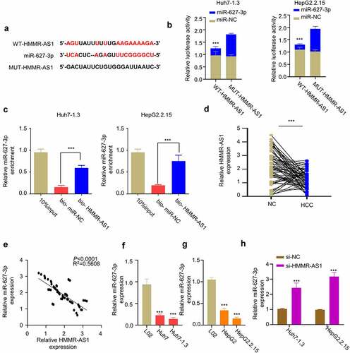 Figure 4. HMMR-AS1 binds to miR-627-3p and modulates its expression. (a) The binding site of HMMR-AS1 and miR-627-3p was predicted by LncBASE analysis. (b) Dual-luciferase reporter assay in Huh7-1.3 and HepG2.2.15 cells transfected with wild-type or mutant HMMR-AS1 luciferase reporter, in the presence of miR-627-3p mimic or miR-NC. (c) RNA pull-down assay using biotin-labeled HMMR-AS1 probe or miR-NC probe. (d) The expression of miR-627-3p in cancerous tissues and adjacent noncancerous tissues (n = 64) was detected by qRT-PCR. (e) Correlation of miR-627-3p and HMMR-AS1 expression in HBV-HCC carcinoma tissues. (f) The expression of miR-627-3p in Huh7 cells, Huh7-1.3 (HBV-positive Huh7 cell line), and the normal liver cell lines (L02) was detected by qRT-PCR. (g) miR-627-3p expression in HepG2 cells, HepG2.2.15 (HBV-positive HepG2 cell line), and the normal liver cell lines (L02) was detected by qRT-PCR. (h) RT-qPCR analysis of miR-627-3p expression in Huh7-1.3 and HepG2.2.15 cells after HMMR-AS1 knockdown.