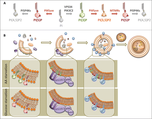 Figure 1. PI(5)P regulates autophagosome biogenesis. (A) Schematic representation of pathways for PI(5)P synthesis/turnover and enzymes involved in these pathways. PI5P4K, type II phosphatidylinositol 5-phosphate 4-kinase; PIKfyve, type III phosphatidylinositol 5-phosphate 5-kinase; VPS34, class III phosphatidylinositol 3-kinase; PIK3C2A, class II phosphatidylinositol 3-kinase; MTMR, myotubularin related 3-phosphatase. (B) PI(5)P (red) is found on pre-phagophore structures, phagophores, and autophagosomes, and stabilizes membrane-bound WIPI2 on autophagic precursors. WIPI2 binding recruits the ATG16L1-5-12 complex, which enables phagophore biogenesis and subsequent LC3 lipidation and autophagic substrate degradation. PI(5)P metabolism on autophagosomes seems to be highly dependent on PIKfyve and PI5P4K activities. Importantly, although we found that PI(3)P (green) was required for amino acid starvation-induced autophagy, PI(5)P synthesis was essential for autophagy activation by both amino acid and glucose depletion. Thus, we have identified PI(5)P as a new master regulator of glucose starvation-induced autophagy through a PI(3)P-independent autophagy pathway.