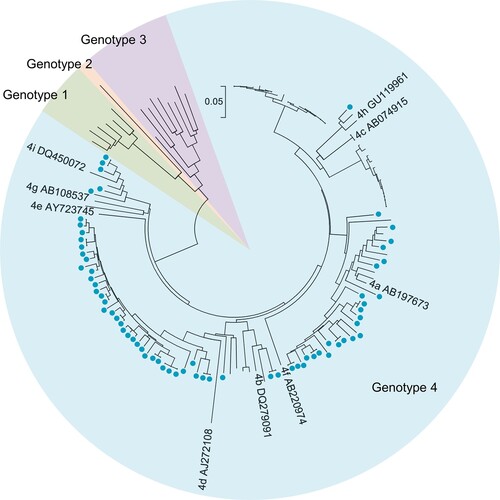 Figure 3. Phylogenetic tree based on partial open reading frame-1 nucleotide sequences from hepatitis E cases. Sixty-four sequences obtained from 58 hepatitis E cases are shown as blue dots. Viral sequences were obtained from serum samples collected from the 53 patients at presentation. Sequences were isolated from serum samples collected at presentation as well as from a second collection (in 4 patients) or from three serum samples (one patient). Accession numbers for the reference sequences are provided. The phylogenetic tree was constructed with the neighbor-joining method.