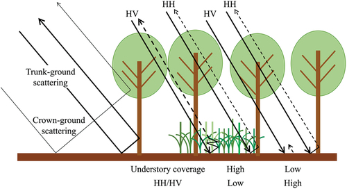 Figure 7. Schematic diagram of the double-bounce scattering which consists of trunk-ground and crown-ground scatterings. In older forests higher than 10 m, horizontally polarized waves can penetrate deeper because of the thinner forest canopy. They then generate HH returns by trunk-ground double-bounce scattering and HV returns by volume scattering. HV backscatter significantly increases with the density of understory vegetation, thereby resulting in lower HH/HV ratios.