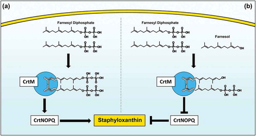 Figure 9. Proposed model for the inhibition of staphyloxanthin production in S. aureus by farnesol. (a) Staphyloxanthin biosynthesis begins with the CrtM enzyme binding to its substrate farnesyl diphosphate (FPP), which involves the head-to-head condensation of two molecules of FPP to form dehydrosqualene, eventually yielding staphyloxanthin. (b) However, due to close structural homology to FPP, farnesol competes with FPP for CrtM binding by occupying the catalytic site on the enzyme. Since farnesol lacks the required diphosphate groups, the CrtM enzyme is unable to complete the condensation reaction to synthesize dehydrosqualene, thus halting staphyloxanthin synthesis.