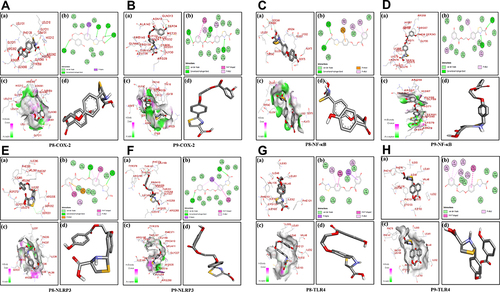 Figure 3 Post docking analysis visualized by Discovery Studio Visualizer in both 2D and 3D poses in the protein structures of COX-2. Interaction between P8 and COX-2 (A), P9 and COX-2 (B). Post docking analysis visualized by Discovery Studio Visualizer in both 2D and 3D poses in the protein structures of NF-κB. Interaction between P8 and NF-κB (C), P9 and NF-κB (D). Post docking analysis visualized by Discovery Studio Visualizer in both 2D and 3D poses in the protein structures of NLRP3. Interaction between P8 and NLRP3 (E), P9 and NLRP3 (F). Post docking analysis visualized by Discovery Studio Visualizer in both 2D and 3D poses in the protein structures of TLR4. Interaction between P8 and TLR4 (G), P9 and TLR4 (H). In all these figures (panel a) represents 3D pose, (panel b) represents 2D interactions, (panel c) represents 2D hydrogen bonds, and (panel d) represents 2D-PDB binding mode.