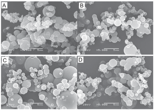 Figure 1.  Typical scanning electron micrographs (SEM) of spray-dried powders with different formulations. (A) Honokiol nanoparticles loaded chitosan/mannitol (w/w, 1:2) microparticles, (B) Honokiol nanoparticles loaded chitosan/mannitol (w/w, 1:4) microparticles, (C) Honokiol nanoparticles loaded chitosan/ mannitol (w/w, 1:6) microparticles, (D) Honokiol nanoparticles loaded chitosan/mannitol (w/w, 1:8) microparticles.