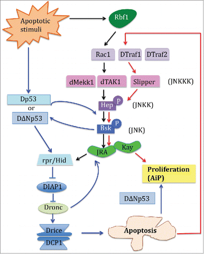 Figure 1. In the Drosophila developing imaginal tissues, 3 major classes of signaling molecules mediate Apoptosis induced Proliferation (AiP). Previous reports have depicted that Drosophila p53 (Dp53) and the JNK signaling pathways form a positive amplification loop with the apoptotic machinery to induce apoptosis and AiP. The blue solid lines and arrows delineate this pathway. In the study by Clavier et al published in this tissue, the authors identified that downstream of Rb, specific JNK pathway adaptors can be used in distinct combinations to generate distinct cellular outcome. The black solid arrows indicate the JNK pathway that leads to apoptosis, and the red solid arrows show the JNK pathway that mediates AiP.
