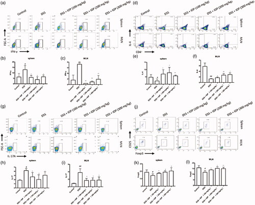 Figure 5. Effect of IOP on Th1, Th2, Th17, Treg differentiation in spleen and MLN examined with flow cytometry. (a–c) The effect of IOP on differentiation ratio of IFN-γ+T cells (Th1). (d–f) Effect of IOP on differentiation ratio of IL-4+T cells (Th2). (g–i) Effect of IOP on differentiation ratio of IL-17+T cells (Th17). (j–l) Effect of IOP on differentiation ratio of Foxp3+T cells (Treg). *p < .05, **p < .01 compared with model group; #p < .05, ##p < .01 compared with control group.