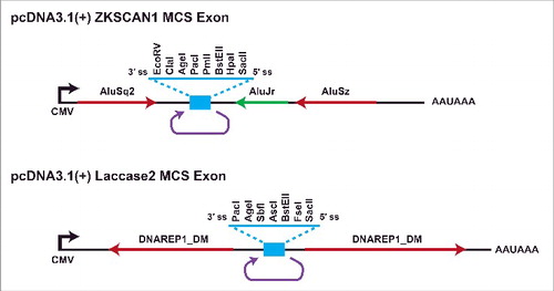 Figure 6. Plasmids for ectopic expression of circular RNAs in cells. To facilitate the expression of nearly any circular RNA in mammalian cells, we optimized the ZKSCAN1 and Laccase2 flanking introns and replaced the endogenous exon with a multicloning site exon (blue).Citation37 These plasmids have been successfully used to express circular RNAs of various sizes, including ones with an IRES that enables translation.
