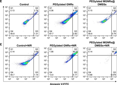 Figure 4 (A) Photothermal effect of PEGylated MGNRs@DMSSs aqueous solution at different Au concentrations with NIR laser irradiated (808 nm, 1.5 W cm−2) for 5 minutes. (B) Photothermal stability of PEGylated MGNRs@DMSSs with Au concentration of 0.135 mg/mL during five cycles of 808 nm NIR laser irradiation (1.5 W/cm2) for 300 seconds and cooling down for 600 seconds. (C) Confocal microscopic images of SMMC-7721 cells treated with different groups: (C1) control group, (C2) laser irradiation only, (C3) PEGylated MGNRs@DMSSs only, and (C4) PEGylated MGNRs@DMSSs with laser irradiation (all images were stained with calcein AM and PI, where green fluorescence from calcein AM and red fluorescence from PI indicate live and dead cells, respectively). Scale bars are 200 µm. (D) Relative cell viabilities of SMMC-7721 cells after 24 hours incubation with PEGylated MGNRs@DMSSs and PEGylated GNRs at different Au concentrations with or without laser irradiation. (E) Flow cell apoptosis of SMMC-7721 cells treated with different groups, where green fluorescence from Annexin V-FITC and red fluorescence from PI indicate live and dead cells, respectively.Abbreviations: PEGylated MGNRs@DMSSs, mPEG-silane (Mw =5,000) modified multiple gold nanorices in dual-mesoporous silica nanospheres; NIR, near-infrared; AM, acetoxymethyl; PI, propidium iodide.