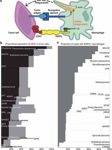 Figure 4. Macrophage-associated immune checkpoint CD47/SIRPα in sarcomas. (a) Schematic depicting mechanism of action of the CD47 self-recognition “don’t eat me” immune checkpoint. Tumor-expressed CD47 ligand binds to SIRPα receptor on macrophages, inducing cytoplasmic tyrosine-phosphorylation. Phosphorylated SIRPα recruits and activates SH2-domain-containing tyrosine phosphatases SHP-1 and SHP-2, which in turn dephosphorylate specific protein substrates – such as F-Actin – thereby inhibiting phagocytosis. (b) Mosaic plot depicting the proportion of cases expressing CD47 (by immunohistochemistry) in 0% (white), 1–89% (gray), or 90–100% (black) of tumor cells. Column height is proportional to the number of cases assessed. Only sarcoma types with ≥5 cases available for analysis are shown. (c) Mosaic plot depicting the proportion of cases with at least 1 SIRPα+ macrophage (by immunohistochemistry; positive cases in gray) in any tissue microarray core. Only sarcoma types with ≥5 cases available for analysis are shown