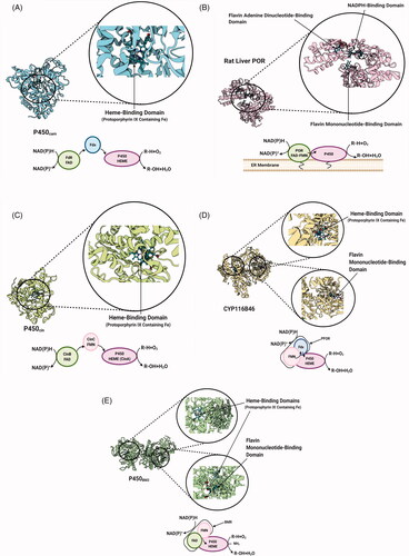 Figure 1. Examples of several widely investigated P450 classes with examples. (A) Class I-P450cam [2GR6]; (B) Class II and Rat Liver POR [1AMO [Citation17]]; (C) Class III-P450cin [1T2B [Citation18]]; (D) Class VII-CYP116B46 [6LAA [Citation19]]; (E) Class VIII-P450BM3 [1BVY [Citation20]]. Fdx: ferredoxin; FMN: flavin mononucleotide; PFOR: phthalate family oxygenase reductase; POR: cytochrome P450 reductase; FAD: flavin adenine dinucleotide; CinA: P450cin heme active site; CinB: P450cin FAD containing protein cindoxin reductase; CinC: P450cin FMN containing flavodoxin [Citation21]. Figure created with BioRender.com.