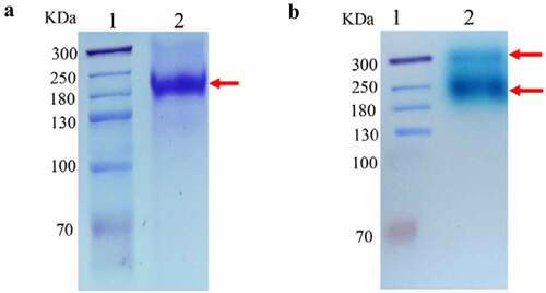 Figure 1. Protein analysis of GalA: (a) Sodium dodecyl sulfate-polyacrylamide gel electrophoresis(SDS-PAGE) of purified β-galactosidase. Lane 1, molecular weight marker; lane 2, purified enzyme sample treated in SDS buffer at 100°C for 10 min, with Coomassie brilliant blue R250 staining. (b) Native polyacrylamide gel electrophoresis(Native-PAGE) of the culture supernatant from Pichia pastoris. Lane 1, molecular weight marker; lane 2, crude enzyme sample, with X-gal staining
