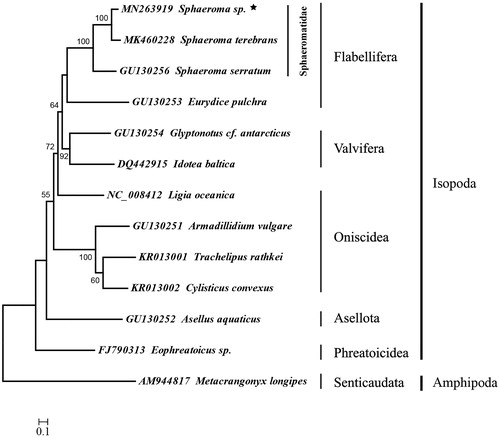 Figure 1. Phylogenetic position of Sphaeroma sp. (Asterisked). Metacrangonyx longipes was selected as the out group. The mitochondrial genome of the selected species for tree construction were retrieved from the GenBank, and the gene’s accession number was listed before the species name.