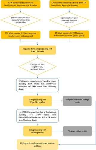 Figure 1. Study flowchart. The process of identification and exclusion of genomic data included in the study is shown. M tuberculosis, Mycobacterium tuberculosis; TB, tuberculosis; MDR, multidrug resistance.