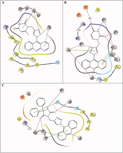 Figure 7. Ligand interactions of final frame after 200 ns simulation of the topoisomerase IIB–ligand complexes of (A) compound 8 (B) compound 9 and (C) compound 10.