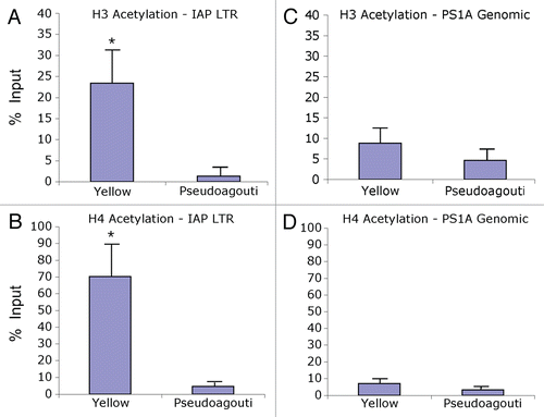 Figure 2 Chromatin precipitation for acetylated histones H3 and H4 in the 5′ LTR of the IAP and in PS1A. Binding activity was calculated as percent of pre-immunoprecipitated input DNA as represented by 2−ΔC(t) X100. (A) DNA precipitated by H3 di-acetylation antibody is enriched in yellow versus pseudoagouti Avy/a mice (p = 0.09; n = 6 per group) within the 5′ LTR of the IAP. (B) DNA precipitated by H4 di-acetylation antibody is enriched in yellow versus pseudoagouti Avy/a mice (p = 0.08; n = 3 per group) within the 5′ LTR of the IAP. (C) DNA precipitated by H3 di-acetylation antibody does not vary by coat color within the PS1A genomic region (p = 0.4; n = 6 per group). (D) DNA precipitated by H4 di-acetylation antibody does not differ by coat color within the genomic PS1A region (p = 0.4; n = 3 per group). * indicates significance at the 0.09 level.
