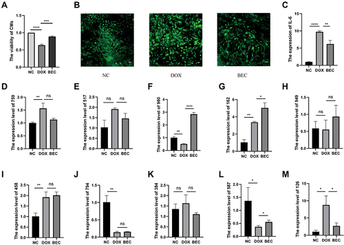 Figure 6 The cell verification experiments. (A) The CCK-8 assay. (B) The ROS experiment (The scale bar is 100μm). (C) The relative expression of IL-6 in each group. (D) The relative expression of MSTRG.75967.15 in each group. (E) The relative expression of MSTRG.51708.15 in each group. (F) The relative expression of MSTRG.98097.4 in each group. (G) The relative expression of ENSMUST00000162380 in each group. (H) The relative expression of MSTRG.94952.19 in each group. (I) The relative expression of MSTRG.4585.1 in each group. (J) The relative expression of MSTRG.79460.7 in each group. (K) The relative expression of MSTRG.38414.10 in each group. (L) The relative expression of MSTRG.58791.2 in each group. (M) The relative expression of MSTRG.12633.8 in each group. (ns, p > 0.05; *p < 0.05; **p < 0.01; ***p < 0.001; ****p < 0.0001.).