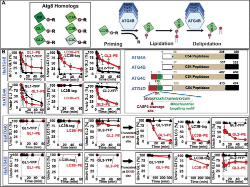 Figure 2. Human ATG4A, ATG4C and ATG4D are predominantly delipidation enzymes. (A) Diagram of the priming and delipidation of human Atg8 homologs by ATG4 isoforms. (B) Lipidated or soluble forms of GABARAPL1 (GL1), GABARAPL2 (GL2), and LC3B were incubated with 150 nM of the indicated ATG4 protease for one h at 37°C. Samples were removed at the noted times and then analyzed by SDS-PAGE. Gels were then quantified using densitometry and the percent of remaining uncleaved substrate was determined. Graphs display the average of 3 independent proteolysis experiments. Error bars display ± 1 standard deviation. Cartoon alignment shows the domains of the 4 human ATG4 proteases including the caspase cleavage site of HsATG4C and HsATG4D. Asterisks denote p-values <0.05 between delipidation and soluble cleavage at each time point as determined by a Student t test.