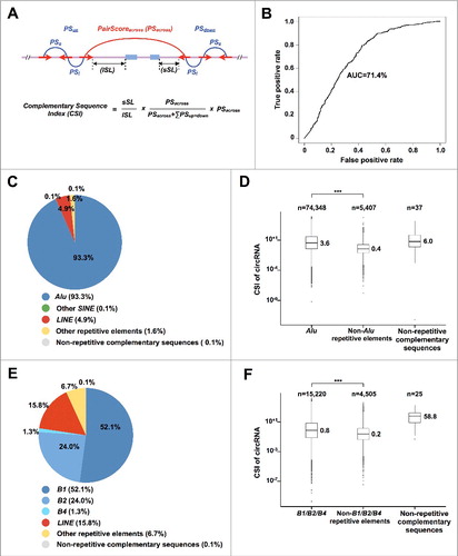 Figure 4. SINEs contribute the most for RNA pairing across circRNA-flanking introns. (A) Complementary Sequence Index (CSI) was developed to quantitate RNA pairing potential of orientation-opposite complementary sequences across circRNA-flanking introns. The complementary sequences are indicated by red arrows. Complementary sequence pairing across circRNA-flanking introns is indicated by red arc. Complementary sequence pairs within circRNA-flanking intron are indicated by blue arc lines. See Materials and Methods for details. (B) ROC (receiver operating characteristic) curve was plotted to evaluate CSI performance and the AUC (area under the curve) of the ROC curve was used to evaluate the specificity and sensitivity of CSI. Flanking introns from 500 randomly-selected highly-expressed circRNAs and control intron pairs with lengths ≥ 8,000 nts from 500 randomly-selected non-circRNA producing genes were plotted. (C) Distribution of different types of complementary sequences that contribute RNA pairing across circRNA-flanking introns in human. Of note, ∼93.3% of the complementary sequences are Alu elements in human. (D) Boxplots of CSI values of different types of complementary sequences in human. *** p value < 0.001, Wilcoxon rank-sum test. (E) Distribution of different types of complementary sequences that contribute RNA pairing across circRNA-flanking introns in mouse. Note that, ∼77.4% of the complementary sequences are B1, B2 or B4 elements in mouse. (F) Boxplots of CSIs of different types of complementary sequences in mouse. *** p value < 0.001, Wilcoxon rank-sum test.