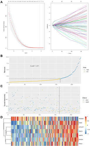 Figure 4 Construction and validation of MRGs signature. (A) Construction of prognostic signatures based on LASSO regression analysis. (B) Risk score analysis of the seven-gene signature of HCC. Risk score of gene signature. (C) Duration of cases. (D) Low and high score groups for the seven genes.