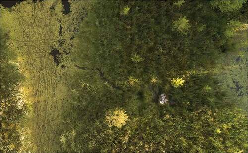 Figure 2. A Whooper Swan Cygnus cygnus adult with six cygnets at one of the study sites within the study area. 2 August 2022. Photo by Dominik Marchowski.