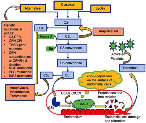 Figure 2 The alternative complement pathway in atypical hemolytic uremic syndrome and the associated genetic mutations.