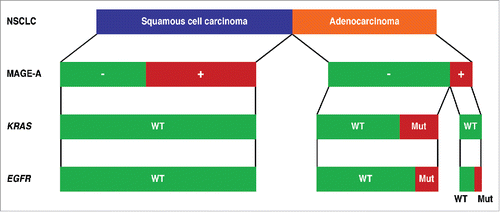 Figure 1. Expression of MAGE-A antigens in relation to the mutational status of EGFR and KRAS genes and to the histologic subtype in resected NSCLC tumors. MAGE-A expression was assessed by immunohistochemistry in 177 resected Stage I-IIIA non-small cell lung cancer (NSCLC) of squamous cell carcinoma (n = 102) or adenocarcinoma (n = 75) types.Citation9 The mutational status (WT, wild type; Mut, mutated) of the EGFR and KRAS genes was also assessed in the same tumors.Citation9 MAGE-A expression is schematically represented in relation to the histologic tumor type and to EGFR and KRAS mutational status.