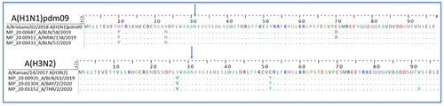 Figure 3 Genotypic analysis of M2 ion channel of influenza A viruses based on next generation sequencing data. Alignment of M2 ion channel amino acid sequences of A(H1N1)pdm09 and A(H3N2) influenza viruses. All analyzed viruses as well as the reference viruses A/Brisbane/02/2018 and A/Kansas/14/2017 carry an asparagine (N) at position 31 (marked with an arrow), which is associated with resistance to adamantanes.