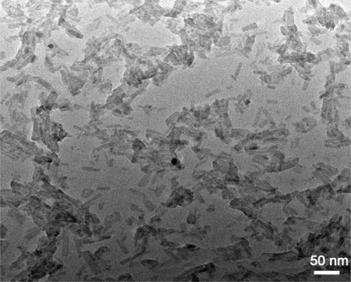 Figure 1 Transmission electron microscope image of nano-hydroxyapatite.