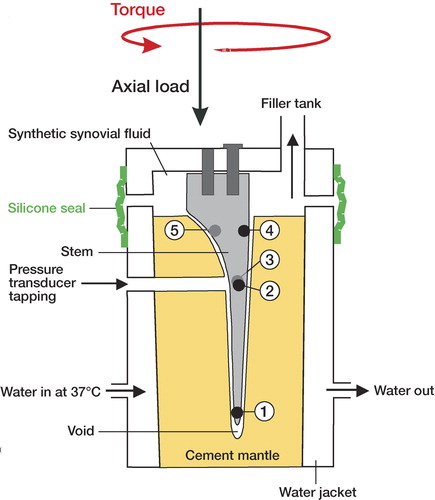 Figure 1. Cross-sectional view of HAPS apparatus with model stem in situ and showing sampling sites at the cement mantle-stem interface.