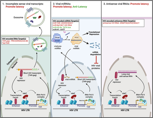 Figure 3 Regulation of HIV latency by viral RNAs. (Left) In some instances, viral transcription from the HIV LTR produces short non-coding HIV transcripts (termed TAR-gag). These viral transcripts can either be packaged into exosomes or recruit HIV repressor proteins to facilitate latency maintenance. (Middle) TAR-gag encodes viral pre-miRNAs that are processed by the cellular protein Dicer to form mature viral miRNAs. These viral miRNAs either facilitate protein degradation of HIV viral proteins or associate with HIV repressor proteins to mediate transcriptional silencing of the HIV LTR. Three additional virally encoded miRNAs have variable function in regulating latency. (Right) The HIV genome may transcribe antisense RNA. Like short HIV transcripts, these regulatory RNAs associate with HIV repressors to induce viral transcriptional silencing. Specific non-coding HIV RNAs and their target(s) are listed; HIV RNAs/targets that promote latency are highlighted in red, those that have anti-latency properties are highlighted in green, and those whose function in HIV latency is still unclear are highlighted in black. The figure was created in Biorender.com.