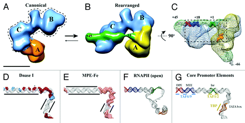 Figure 1. TFIID introduces topological changes in promoter DNA upon formation of the rearranged, DNA-bound conformation. Cryo-EM structures of the canonical conformation of TFIID (A) and the rearranged conformation of TFIID-TFIIA-SCP (B). The BC core is shown in blue, the flexible lobe A in orange (A) and yellow (B), and the SCP DNA in green (B). Promoter DNA positions +1 and +45 are indicated (B). (C) Mesh: Cryo-EM structure of TFIID-TFIIA-SCP(-66) rotated by 90 degrees relative to (B). The structure shows the location of DNA position -66 exiting lobe A. Positions -66, +1, and +45 are indicated and colored according to promoter motifs in (G). (D) DNase I footprint modeled onto the DNA path through TFIID-TFIIA-SCP. Red surfaces: full cleavage; blue surfaces: partial cleavage; (E) MPE-Fe footprinting modeled onto the DNA path through TFIID-TFIIA-SCP. Pink surface: cleavage; MPE-Fe protection by TFIID-IIA indicated by black lines. (F) DNA model from the open complex of TBP/PIC.Citation34 (G) Promoter DNA model from TFIID-TFIIA-SCP colored by promoter motifs and TFIID subunits that make sequence-specific contacts.
