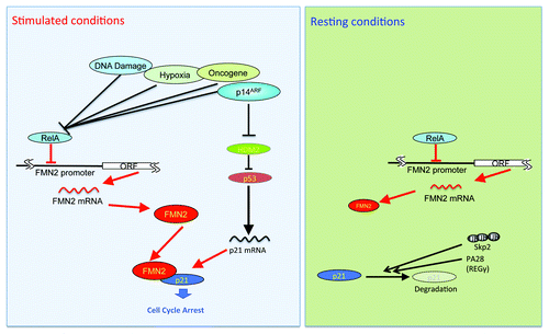 Figure 1. Schematic diagram depicting the role of FMN2 in the control of p21 expression. Under resting conditions, p21 mRNA is translated into protein but it is rapidly degraded by both ubiquitin-dependent and -independent pathways. Following either activation of p14ARF, DNA damage, or hypoxia responses, p21 transcription is increased, and p21 mRNA is translated into protein with concurrent increases in FMN2 transcription and protein expression. FMN2 prevents p21 degradation. High p21 levels then induce cell cycle arrest and inhibit proliferation.