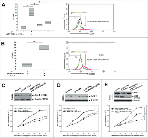 Figure 5. PTEN cooperated with NHERF-1 impeded M2 phenotype polarization and CCL2 impaired the inhibition. (A, B) CD206+ cells were determined by flow cytometry in co-RAWs with different treatments (pEGFP-PTEN+LPS+IFNγ or rCCL2) and compared with negative control, respectively. The flow cytometry data were representatives of at least 4 separate experiments, results were presented as means ± SEM. #P < 0.05; ##P < 0.01. (C, D, E) Transfection of PTEN gene with/without enriched NHERF-1 in TSN-exposed RAWs and their phenotype identification of surface markers (M1 phenotype genes [iNOS] and M2 phenotype genes [Arg1]) was primitively determined, then subsequently detected TSN-exposed RAWs stimulated with rCCL2 (250 ng/ml) for 24 h compared with control group by Western blot assay. Further their supernatant effects on cell growth in 4T1 cells were figured up. Immunoblotting data were representatives of 3 separate experiments, *P < 0.05; **P < 0.01. Cells were counted every day. Data for the total number of cells (mean for triplicate cultures).