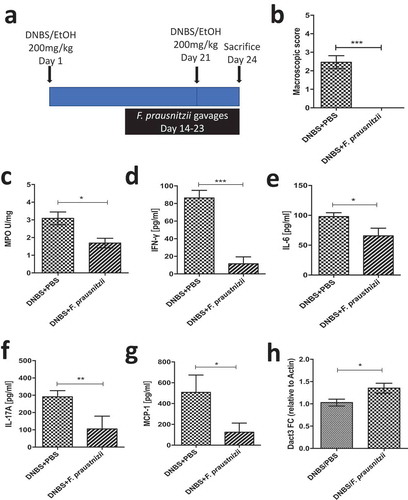 Figure 6. Modulation of Dact3 expression in vivo by F. prausnitzii. (a) Experimental protocol used for the analysis of the in vivo effects of F. prausnitzii in a mouse model of chronic inflammation (as previously describedCitation8): (b) Macroscopic scores; (c) MPO activity; (d–g) colonic pro-inflammatory cytokine and chemokine concentrations and (h) FC of Dact3 expression in colonic samples relative to actin housekeeping gene. Non-parametric Mann-Whitney U test *p < .05