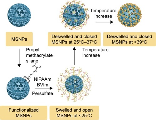 Figure 1 Preparation and temperature-dependent working mechanism of the cationic, thermosensitive, copolymer-capped MSNPs.Abbreviations: MSNPs, mesoporous silica nanoparticles; NIPAAm, N-isopropylacrylamide; BVIm, butyl vinylimidazolium.