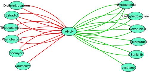 Figure 13 Gene–drug interaction network of ANLN and chemotherapeutic drugs. Red arrows, chemotherapeutic drugs that increase the expression of ANLN; green arrows: chemotherapeutic drugs that decrease the expression of ANLN; arrow counts, number of supported studies in the literature.