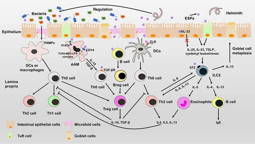 Figure 4 Immunomodulatory mechanisms of helminths. Helminths can induce intestinal epithelial cells to produce IL-25, IL-33 and TSLP, which can stimulate the proliferation of ILC2s. Activated ILC2s can secrete IL-4, IL-5 and IL-13 to expand Th2-type immune responses, which can suppress the Th1-type immune response. HPARI of Heligmosomoides polygyrus can bind to IL-33 and restrict it in necrotic cells. ESPs can induce the differentiation of Treg cells by interacting with antigen presenting cells or Th0 cells. ESPs not only induces alternative activation of macrophages (AAM) by phosphorylation of STAT6, but also inhibits the pro-inflammatory response mediated by TLR4-MD2-LPS complex. ESPs can affect the function of antigen-presenting cells to induce differentiation of Treg cells or Th2 cells. Treg cells, Breg cells and alternatively activated macrophages can secrete anti-inflammatory cytokines to suppress the Th1-type immune response and Th2-type immune response. In addition, helminths can regulate the diversity and composition of gut microbiota to alter the immune system.