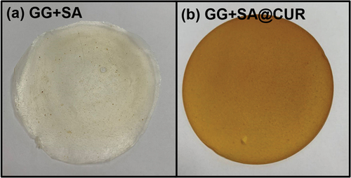 Figure 4. Photographic images of (a) GG+SA and (b) GG+SA@CUR thin films.